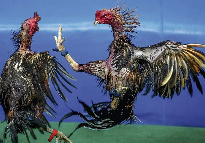 Prohíben peleas de gallos en Panamá Oeste por gripe aviar