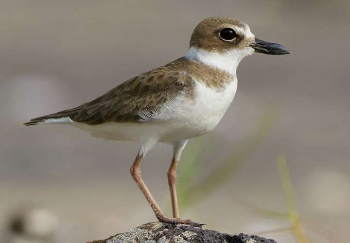 Hoy es día de contar pájaros 