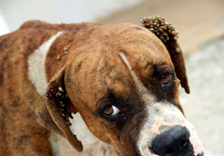 El perro estaba lleno de garrapatas. (Foto: Municipio de Panamá)