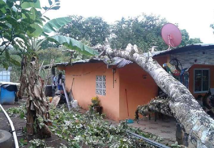 Árbol cayó sobre techo de una casa en Colón