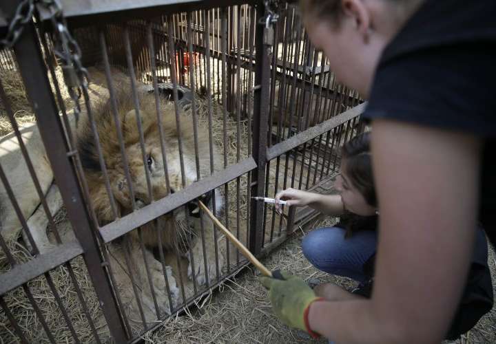 33 leones rescatados de circos en Sudamérica partieron a Sudáfrica