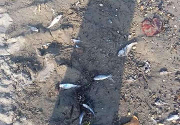 Mortandad de peces en Colón 