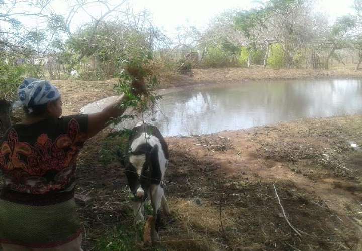 LLuvias traen esperanza a producción agrícola y a ganadería de Los Santos