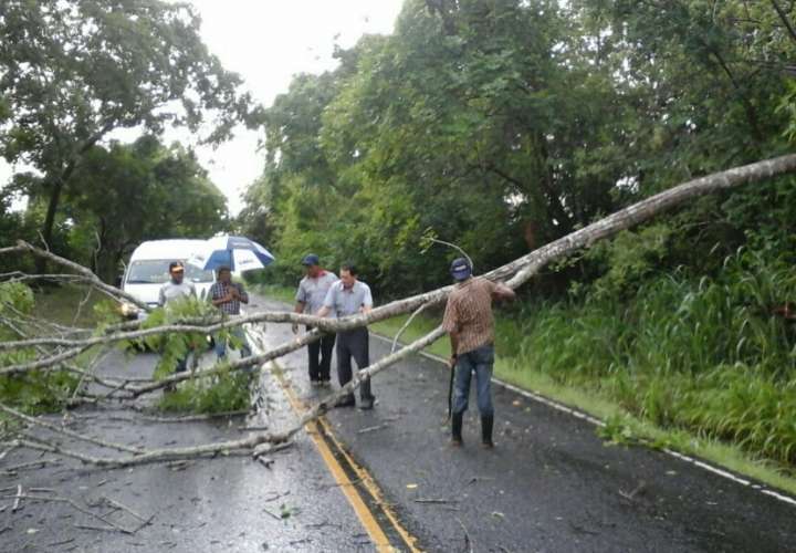 Obstrucción de la vía por caída de árbol. (Foto: Z.Vásquez)