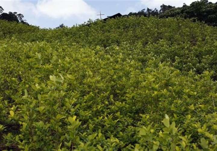 En dos años Colombia duplicó el territorio sembrado con hojas de coca.  /  Foto: AP