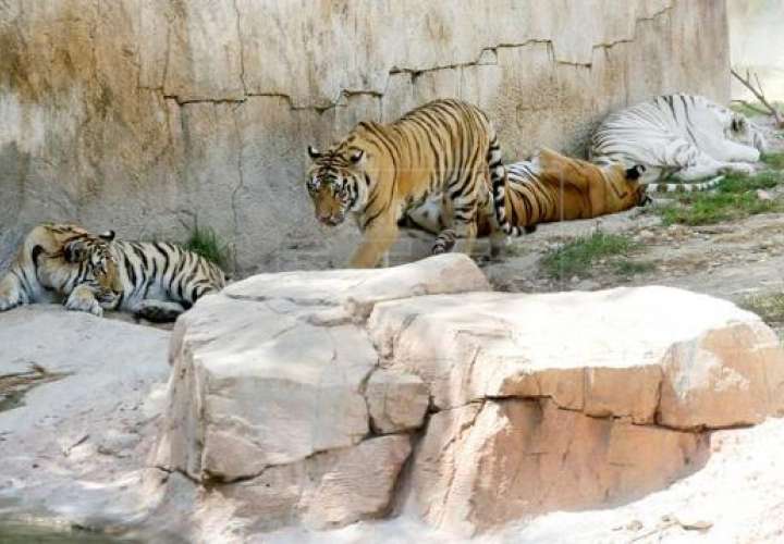 Los grandes felinos, como los tigres, están muriendo de inanición.  /  Foto: EFE Ilustrativa