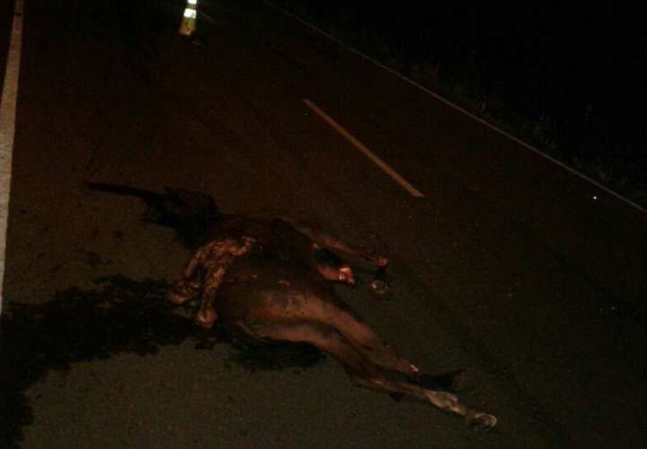 El caballo murió en el lugar del accidente.  /  Foto: Zenaida Vásquez
