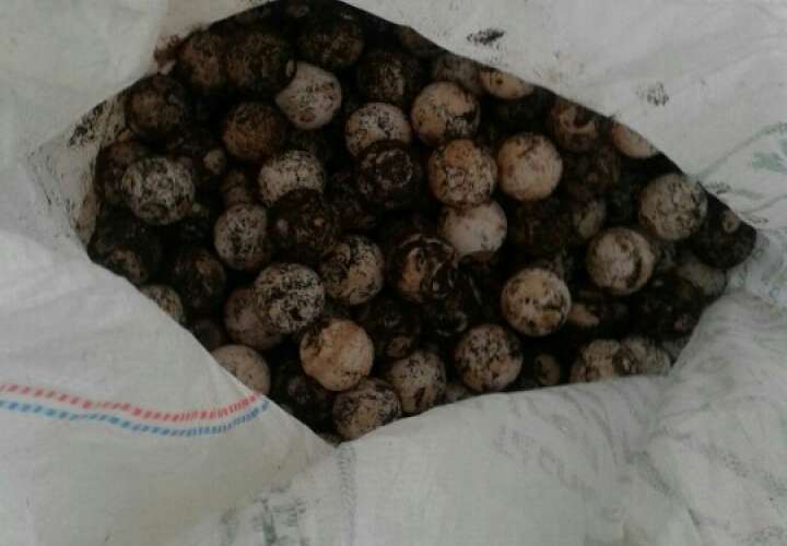 Decomisan 800 huevos de tortuga y 5 detenidos en Tonosí