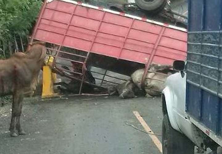 Varias reses muertas por colisión y vuelco en Los Santos