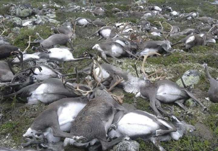 Fotografía facilitada por el Departamento de Policía noruego dedicado a la naturaleza que muestra a 320 renos salvajes que murieron tras un rayo en la meseta de la montaña de Hardangervidda, Noruega.  / Foto: EFE