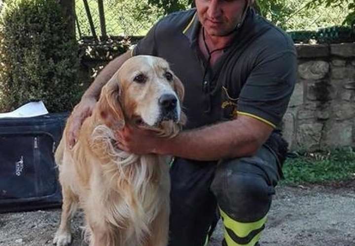 Romeo, el Golden Retriever que fue rescatado de un montón de escombros después del terremoto cuando los bomberos escucharon el perro ladrando, nueve días después de que el temblor golpeó en la ciudad de Amatrice, Italia.  /  Foto: AP
