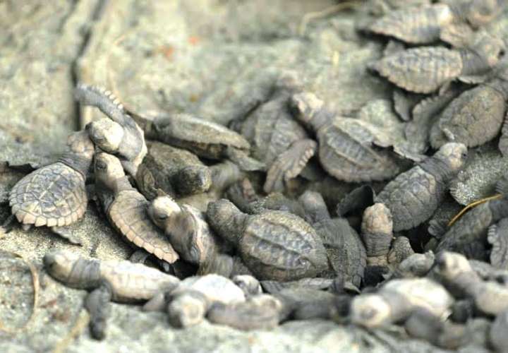 Avistamiento de tortugas, atractivo turístico de Isla Cañas