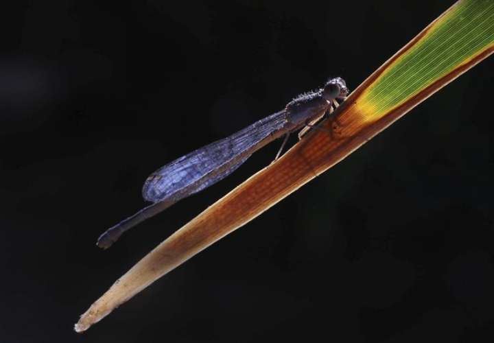 El investigador explicó que las libélulas son predadoras naturales de los mosquitos e importantes indicadores ambientales por lo que su hallazgo cerca a un riachuelo muestra que el agua está en una región preservada. /  Foto: EFE Archivo