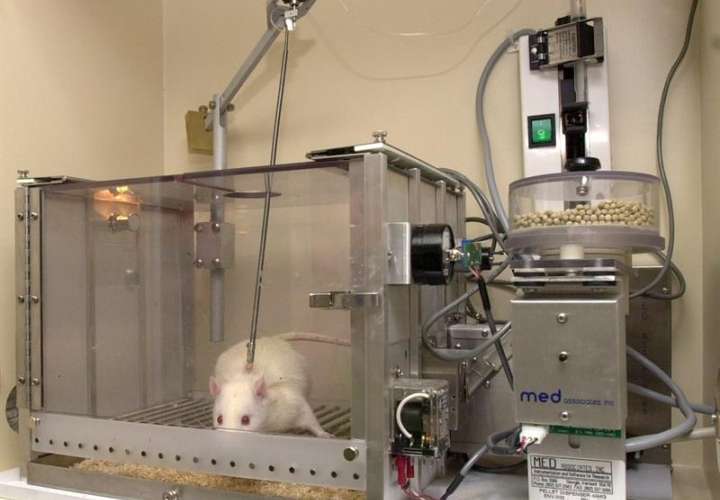 Experimento realizado con ratas de laboratorio.  /  Foto: EFE Archivo