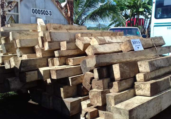 Decomisan 247 piezas de madera de roble