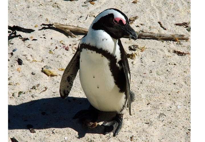 El pingüino de Humboldt es una especie no voladora que habita en la región de la corriente de Humboldt.  /  Foto: Ilustrativa - Pixabay