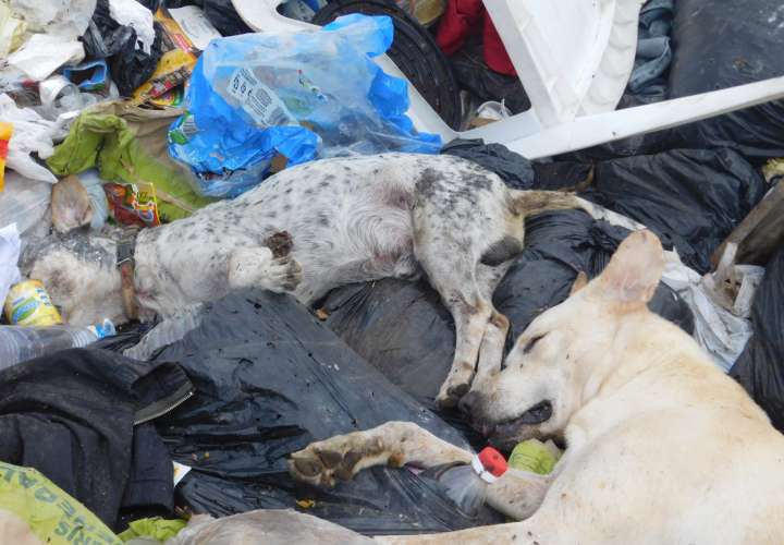 Matan a 4 perros con herbicida en La Tiza de Las Tablas
