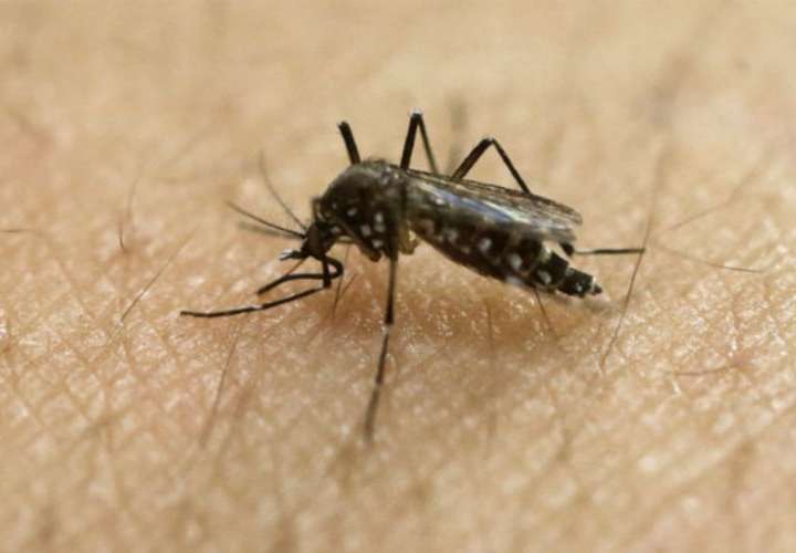 Zika podría infectar células implicadas en formación craneal, según estudio