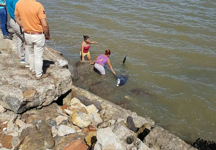 Salvan delfines golpeados en Playa Monagre de Los Santos