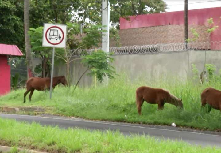 A veces los equinos son abandonados en la vía Interamericana por delincuentes, luego de robar.  /  Foto: Elena Valdez
