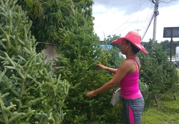 Panameños en busca de los arbolitos naturales 