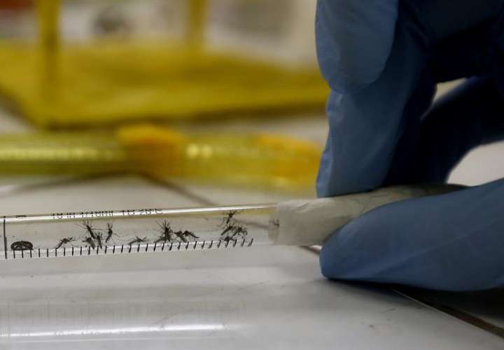 n la imagen, una muestra de mosquitos en el Laboratorio de Biomedicina de la Universidad Federal de Río de Janeiro. EFE/Archivo