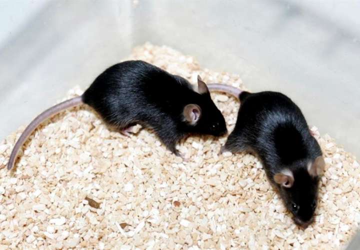 Los ratones tampoco pueden contar su propia percepción, por lo que los investigadores de la fundación portuguesa Champalimaud solo han podido analizar el comportamiento de los animales. EFE/Archivo