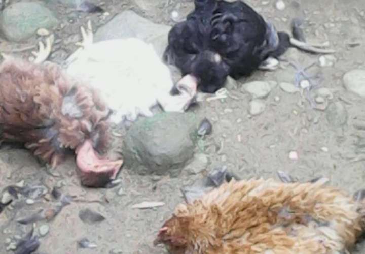 Misteriosa muerte de más 30 gallinas y pavos en Bocas