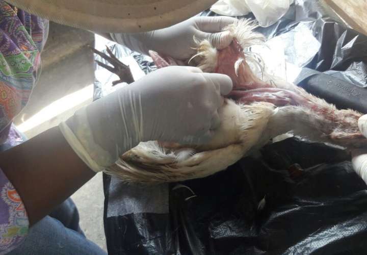 Veterinarios investigan muerte de gallinas y pavos en Bocas