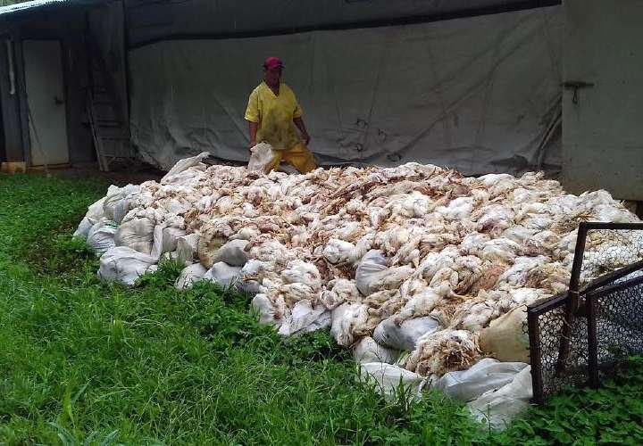 Mueren 3,000 pollos por fluctuaciones eléctricas 