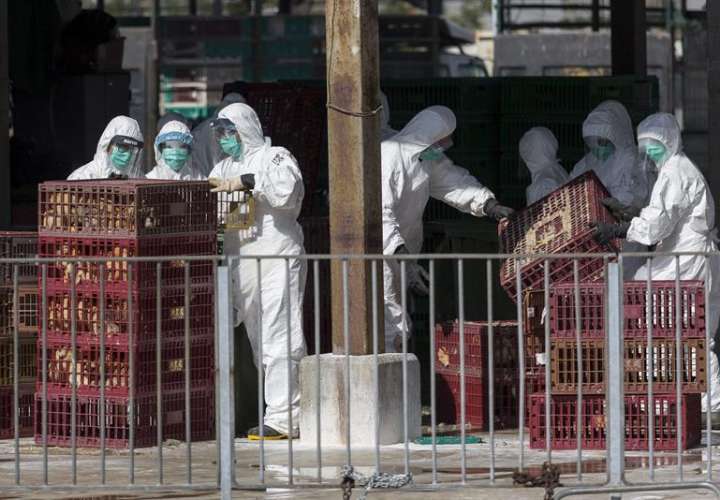Varios operarios llevan trajes protectores y mascarillas mientras retiran aves sacrificadas en el mercado de venta al por mayor de aves de Cheung Sha Wan, en Hong Kong (China) después de que varios pollos dieran positivo en prueba de gripe aviar. / EFE