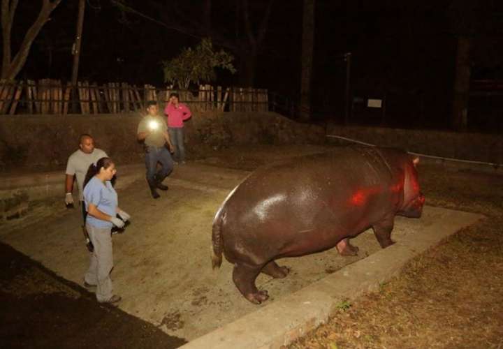 Cierran zoológico temporalmente tras ataque a hipopótamo