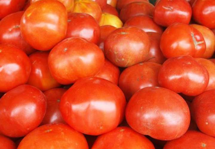 IMA activa compra de tomate nacional 