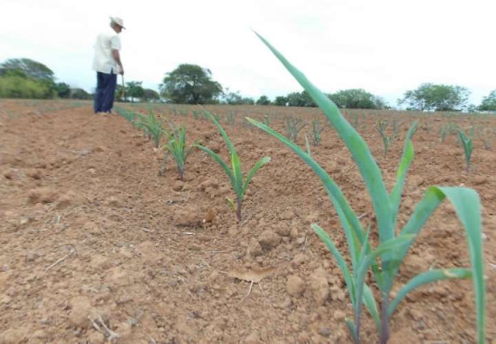 Cartera agropecuaria en Chiriquí asciende a $ 179.7 millones