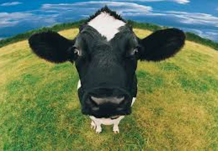 Orina de vaca, éxito comercial en India