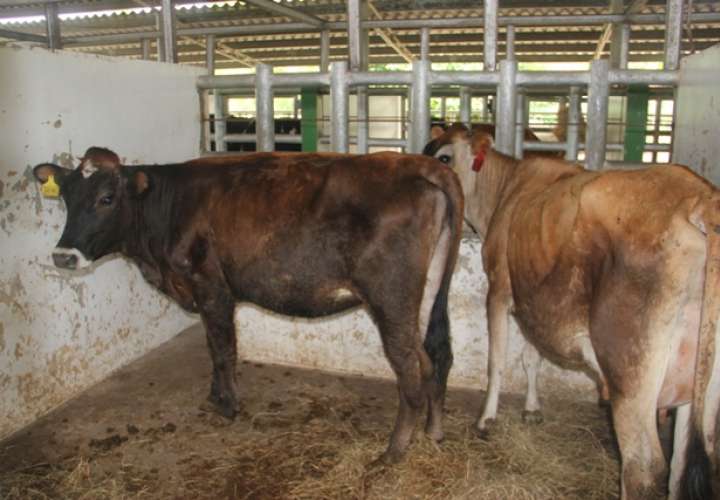 Sacrificarán ganado afectado por tuberculosis 
