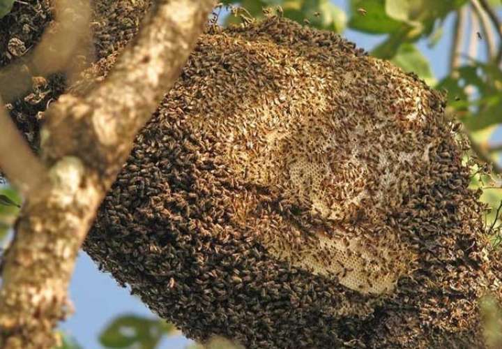 Temor en Antón por abejas africanizadas 