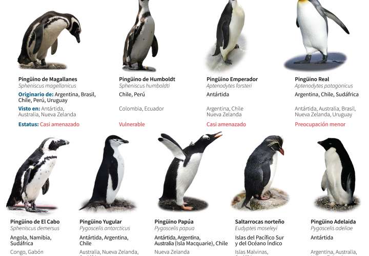 Características de 9 especies de pingüinos de 18 que existen