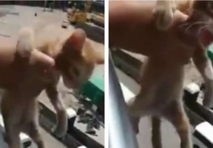 Sancionarán a estudiante por crueldad cometida contra gato 