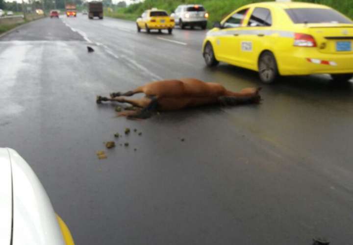 Atropellan a un caballo en autopista Arraiján-La Chorrera