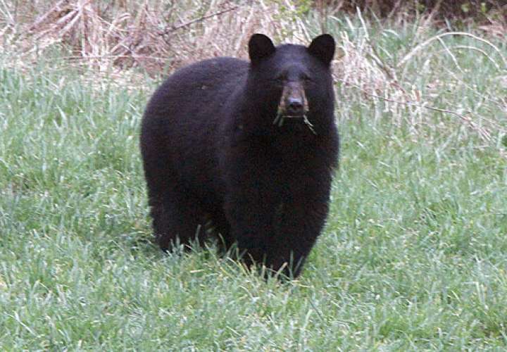 En esta foto de archivo del 22 de abril de 2012, un oso negro pasta en un campo en Calais, Virginia. /  Foto: AP