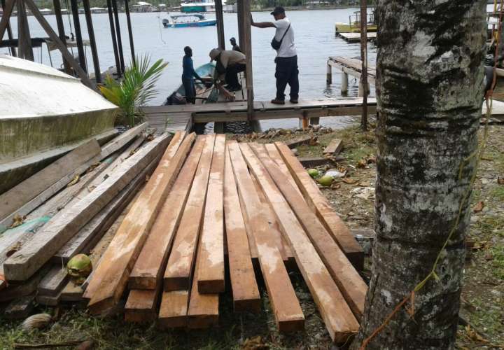 Confiscan madera en manglares de Isla Bastimentos