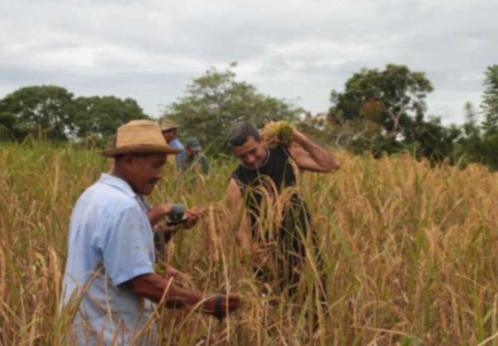 Productores de arroz esperan que se defina hoy el pago de compensación 