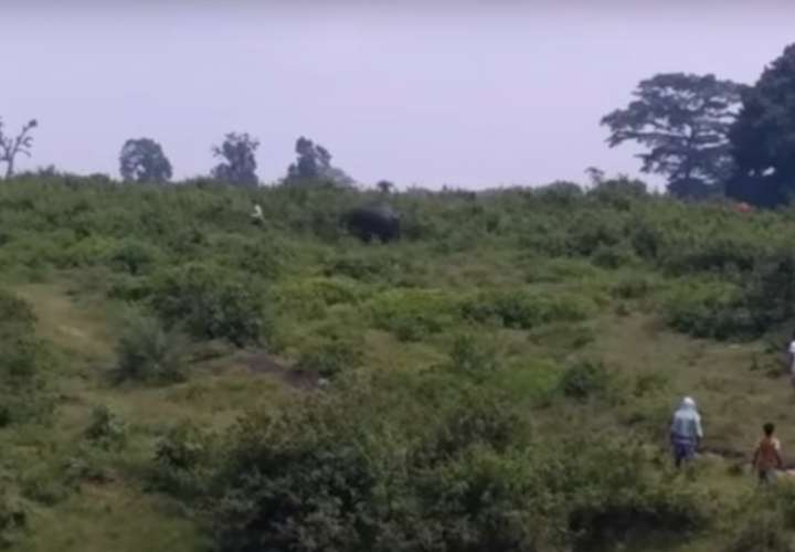 Un "selfie" con elefante le costó la vida 