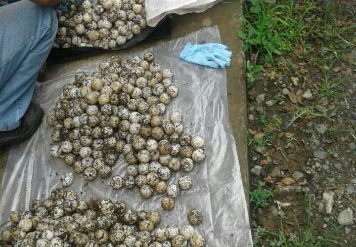 Decomisan más 1,000 huevos de tortuga en Tonosí
