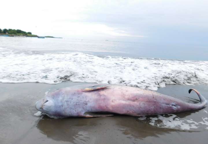 Hallan muerta a ballena en playa El Rompio 