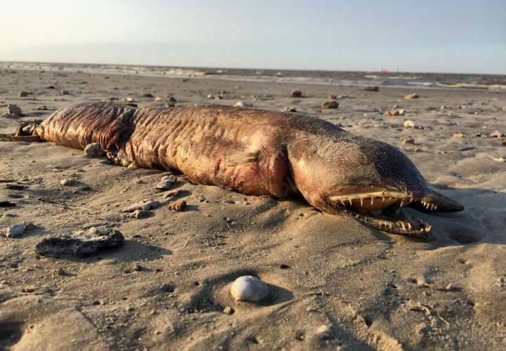 Vistas del extraño animal encontrado en playa de Texas.  /  Foto: @preetalina