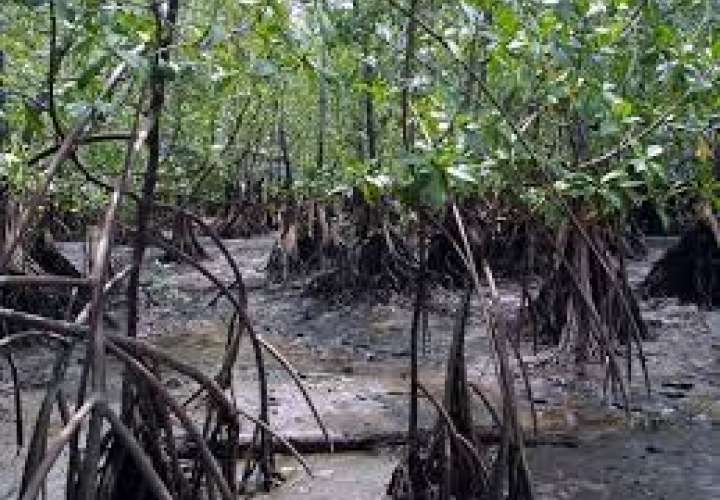 "El Niño" destruyó hasta 70 % de manglares de Panamá en 2016