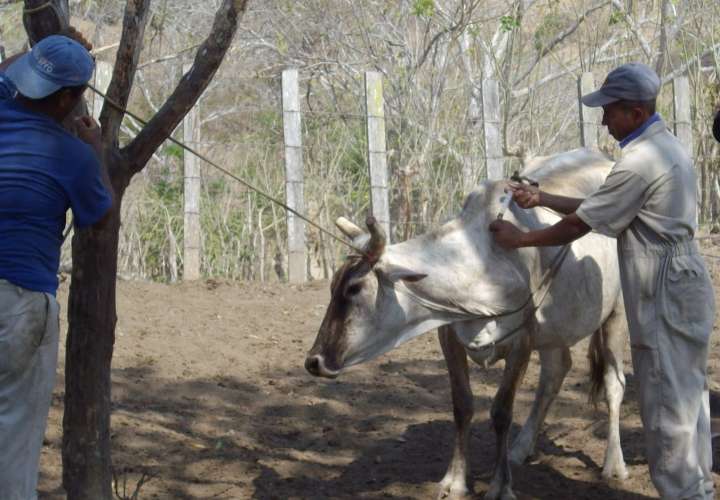 Detectan caso de rabia bovina entre Los Santos y Veraguas