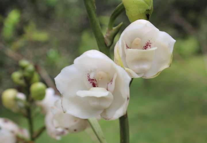 La belleza de la flor del Espíritu Santo